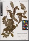 Foto von Salix aurita L.